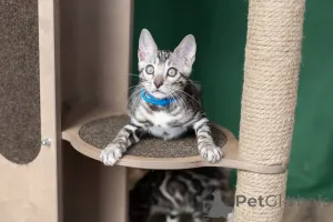 Дополнительные фото: Бенгальский мальчик в окрасе розетка на серебре