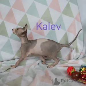 Дополнительные фото: Котята канадского сфинкса