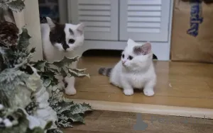 Фото №1. манчкин - купить в Два -бриджа за 31454₽. Объявление №166194