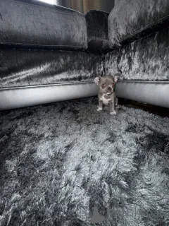 Дополнительные фото: Wunderschöne, Beim KC Registrierte Chihuahuas