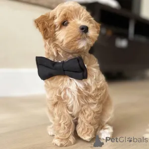 Фото №2 к объявлению №159933 о продаже мальтийскую болонку - купить в Швейцарии частное объявление