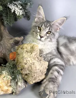 Фото №1. мейн-кун - купить в Баден-Бадене за договорная. Объявление №163171