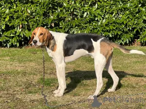 Дополнительные фото: Щеночки русской Гончей. Нам полтора месяца.