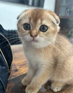 Фото №1. шотландская (скоттиш страйт) - купить в Бремен за 32468₽. Объявление №153209