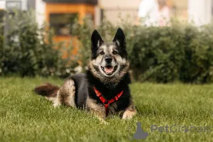 Фото №1. беспородная - купить в Москве реке за Бесплатно. Объявление №154085