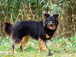 Фото №2 к объявлению №156498 о продаже беспородную - купить в России частное объявление