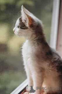 Фото №3. Котята Симба и Пуфик ищут дом!. Россия