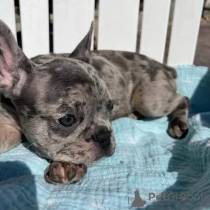 Дополнительные фото: Все щенки еще свободны. Ветеринар проверил готовность к родам, если необходимо,