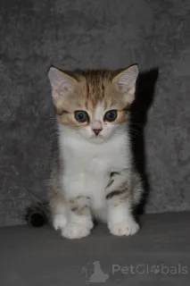 Дополнительные фото: Шотландская кошечка в мраморном окрасе