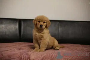 Дополнительные фото: ЗОЛОТОЙ РЕТРИВЕР - Американский тип, золотистый, ZKwP/FCI