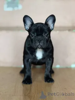 Дополнительные фото: Французский бульдог красивые щенки