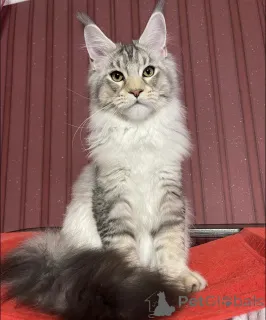 Фото №1. мейн-кун - купить в Белэр за 60212₽. Объявление №161671