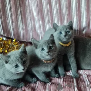 Фото №1. русская голубая - купить в Vienna за 51022₽. Объявление №140164