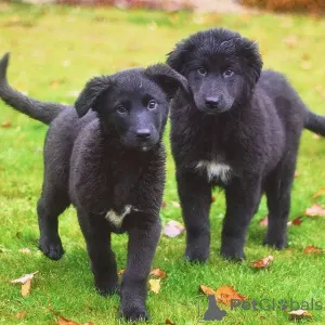 Фото №3. Чудесные домашние щенки мальчик и девочки в добрые руки.  Россия