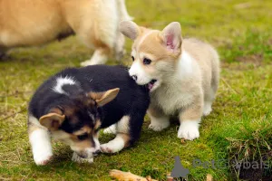 Дополнительные фото: Щенки вельш-корги пемброка пемброка