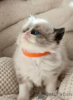 Дополнительные фото: Registrierte reinrassige Ragdoll-Kätzchen