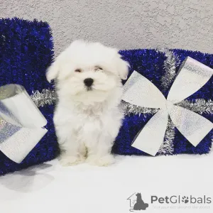 Фото №4. Продажа йоркширского терьера в Пенсильванская печь частное объявление, из питомника, из приюта, заводчик - цена договорная