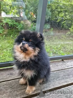 Дополнительные фото: Сute black&tan Pomeranian puppy