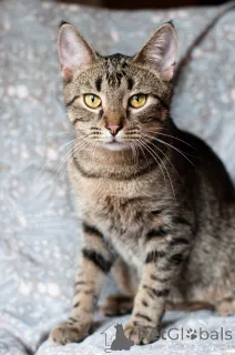 Фото №4. Продам  в Минске  - цена Бесплатно