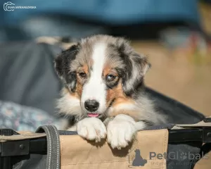 Фото №3. Miniature American Shepherd FCI.  Польша