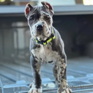 Фото №2 к объявлению №158576 о продаже кане-корсо - купить в Германии частное объявление