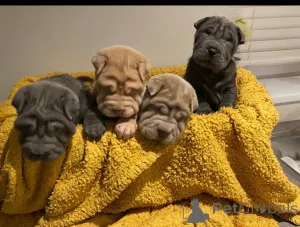Фото №3. Shar Pei Puppys..whatsapp me at 44 7453 907158.  Германия