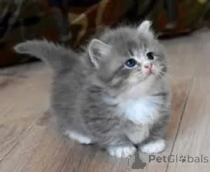 Фото №2 к объявлению №165845 о продаже манчкин - купить в Бельгии частное объявление, заводчик