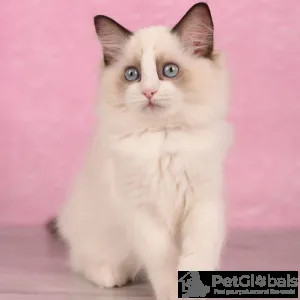 Фото №3. Полностью вакцинированные чистые котята Pure Ragdoll. Франция