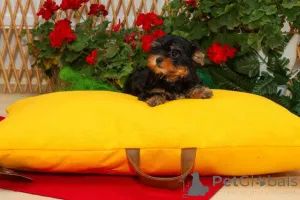 Дополнительные фото: Йоркширский терьера (йорки) щенки