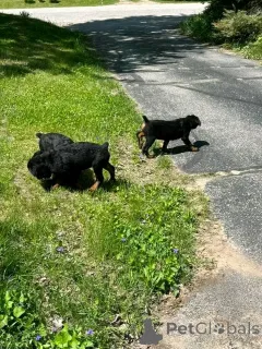 Фото №1.  - купить в Colorado Springs за 98565₽. Объявление №139739