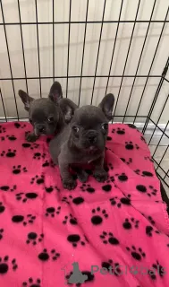 Фото №1. французский бульдог - купить в Берне за 60299₽. Объявление №142820