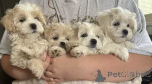 Фото №1. мальтипу - купить в Хессиш Олдэндорф за 83490₽. Объявление №150163