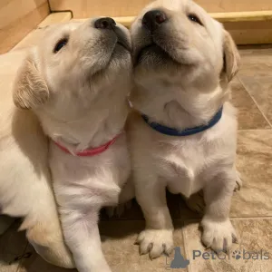 Фото №3. Щенок лабрадора-ретривера.  Германия