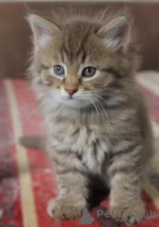 Фото №3. Цейлонский кот. Германия