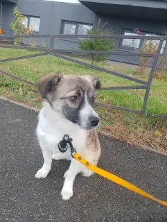 Фото №2 к объявлению №157818 о продаже беспородную - купить в России частное объявление