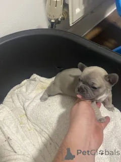 Дополнительные фото: Высококлассные щенки французского бульдога