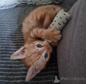 Фото №4. Продам тойгера в Enontekiö частное объявление, заводчик - цена Бесплатно