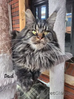 Дополнительные фото: Мэн Кун Котенок чистокровный