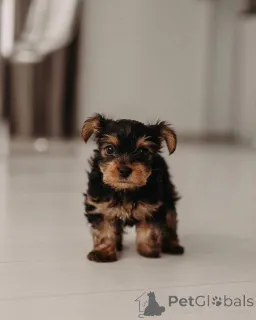 Фото №3. Продаются милые очаровательные щенки йорка. Свяжитесь с WhatsApp Business.  Германия