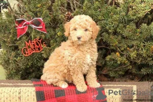 Фото №3. ДНК протестирована KC Deep Red Miniature Poodles.  Великобритания