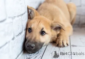 Дополнительные фото: Красавчик Барни в поисках любящей семьи!