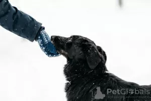 Дополнительные фото: Эта красавица ищет дом!