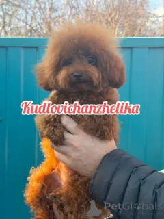 Дополнительные фото: Тедди пудель Китай