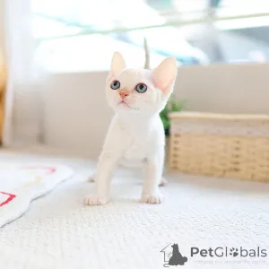Фото №3. Llovely Devon Rex Kitten. Великобритания