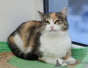 Фото №2 к объявлению №147636 о продаже  - купить в России частное объявление