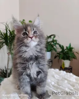 Фото №1. мейн-кун - купить в Пепел за договорная. Объявление №166216