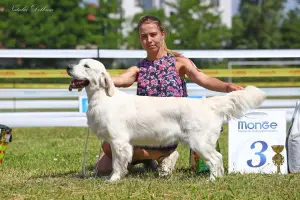 Дополнительные фото: Щенки GOLDEN RETRIEVER