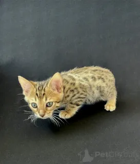 Фото №1.  - купить в Трабен-Трэрбах за 32468₽. Объявление №148543