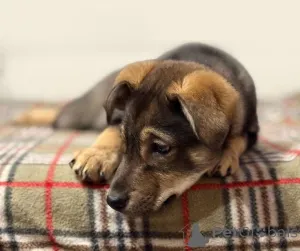 Дополнительные фото: Веселый, ласковый щенок Мартин ищет дом