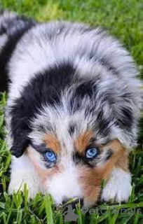 Фото №2 к объявлению №164195 о продаже австралийскую овчарку - купить в Великобритании частное объявление, заводчик